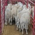 Sheep show and sale (19)